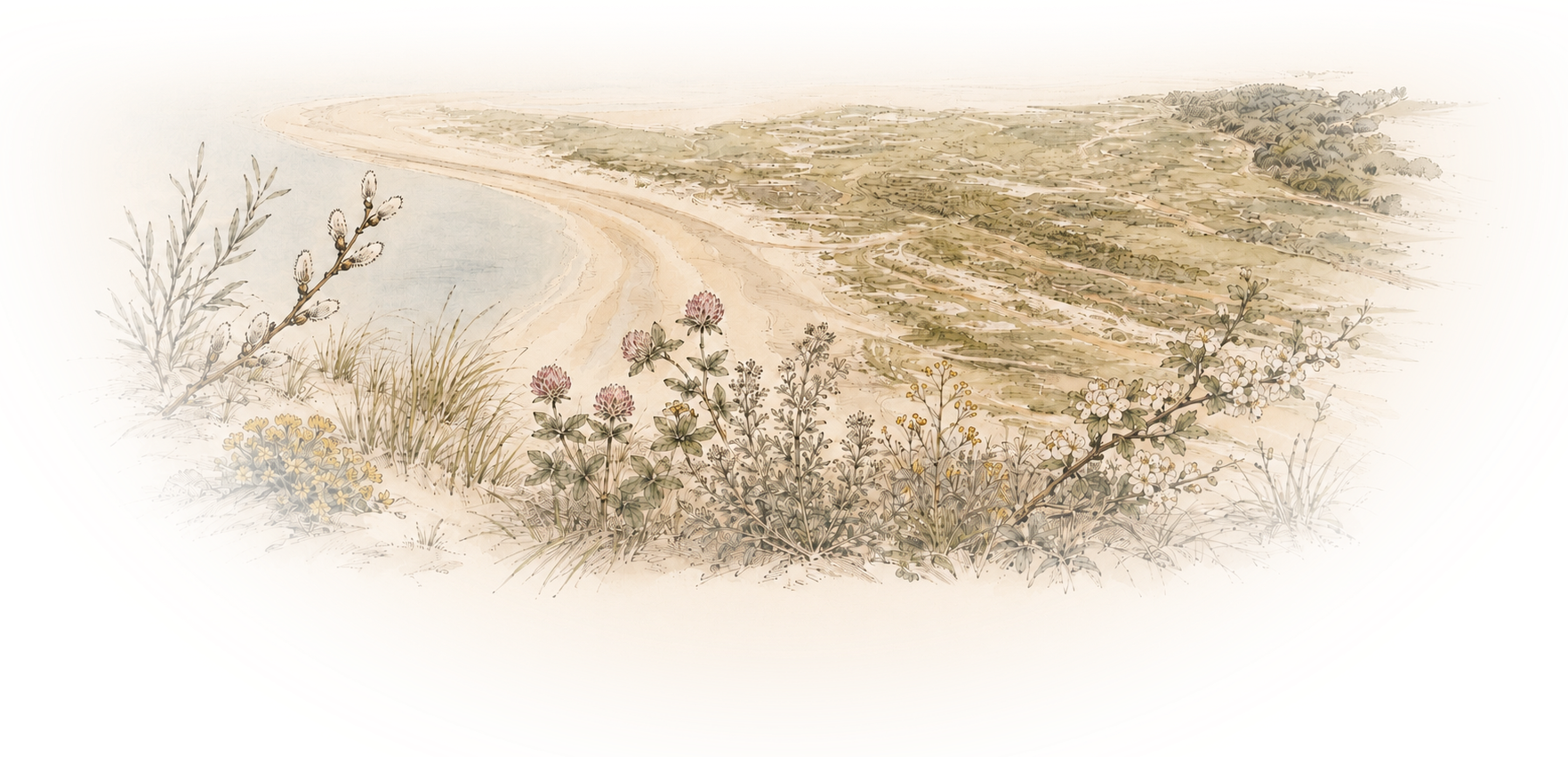 Het strand en de duinen van Goeree-Overflakkee